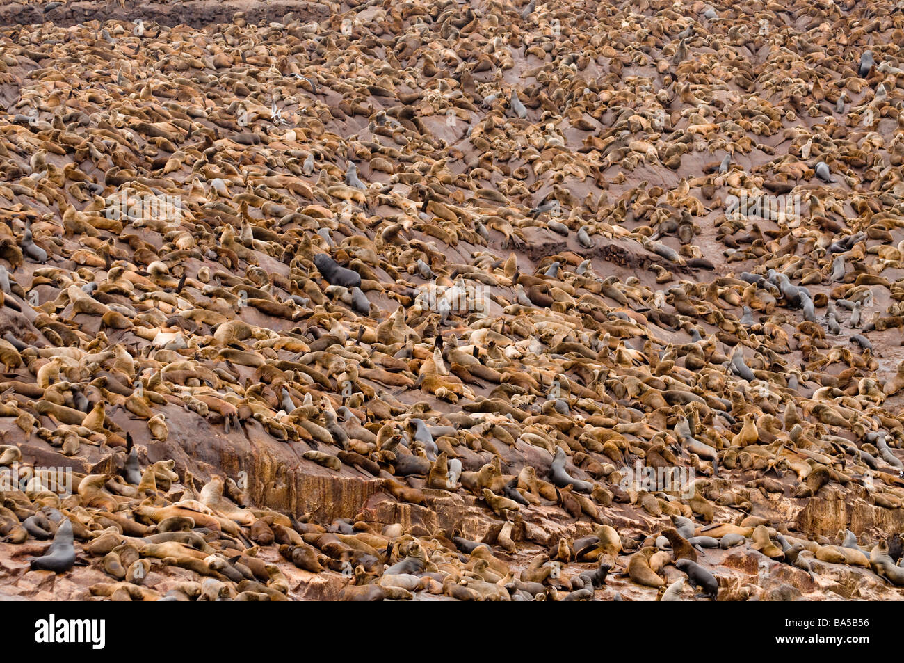 SÜDAMERIKANISCHER SEELÖWE Otaria Flavescens Byronia Palomino Inseln Callao Lima Peru WILD Stockfoto