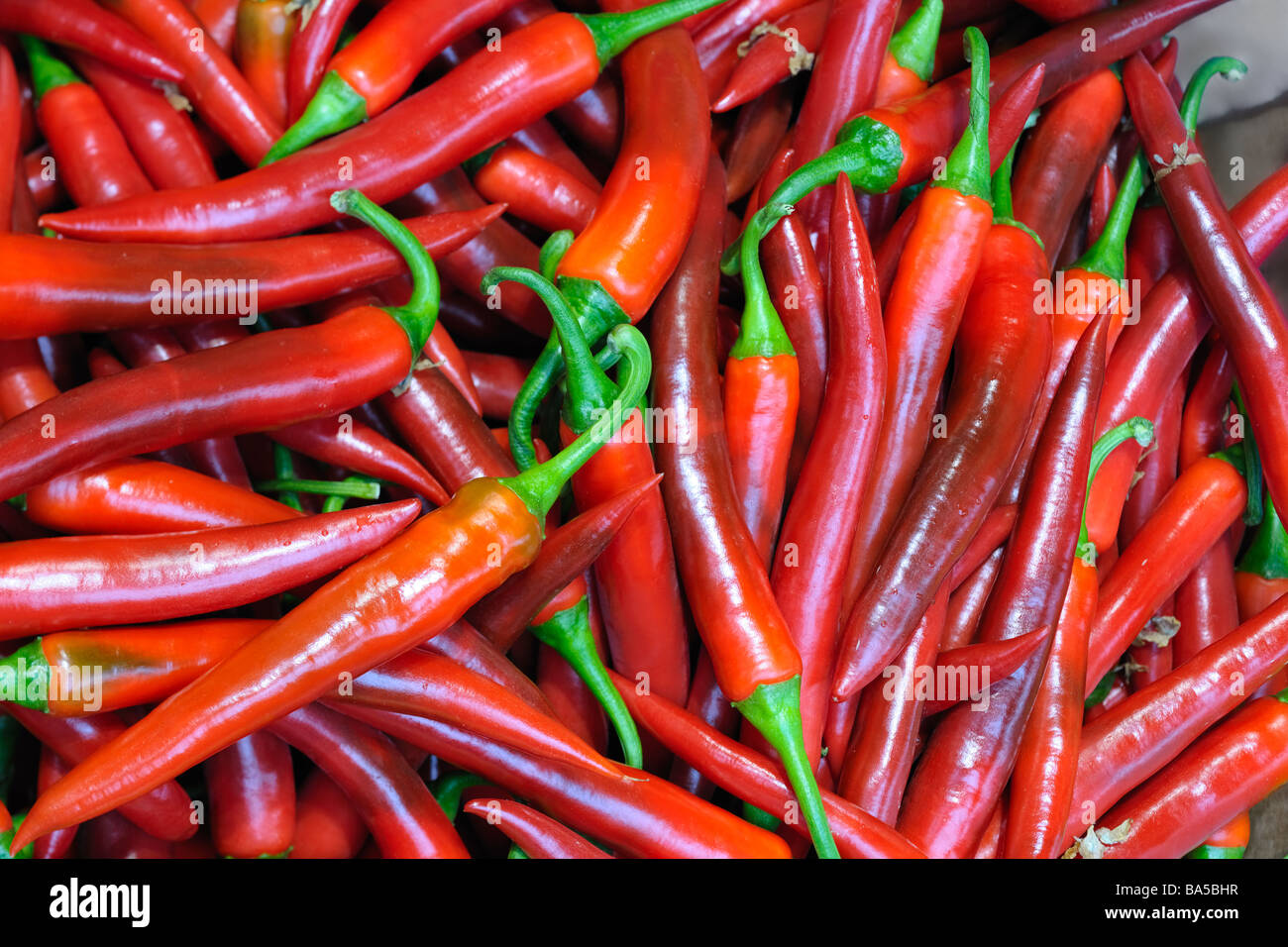 Nahaufnahme von einem Haufen von langen roten Chile Paprika Capsicum Annuum Amando Stockfoto