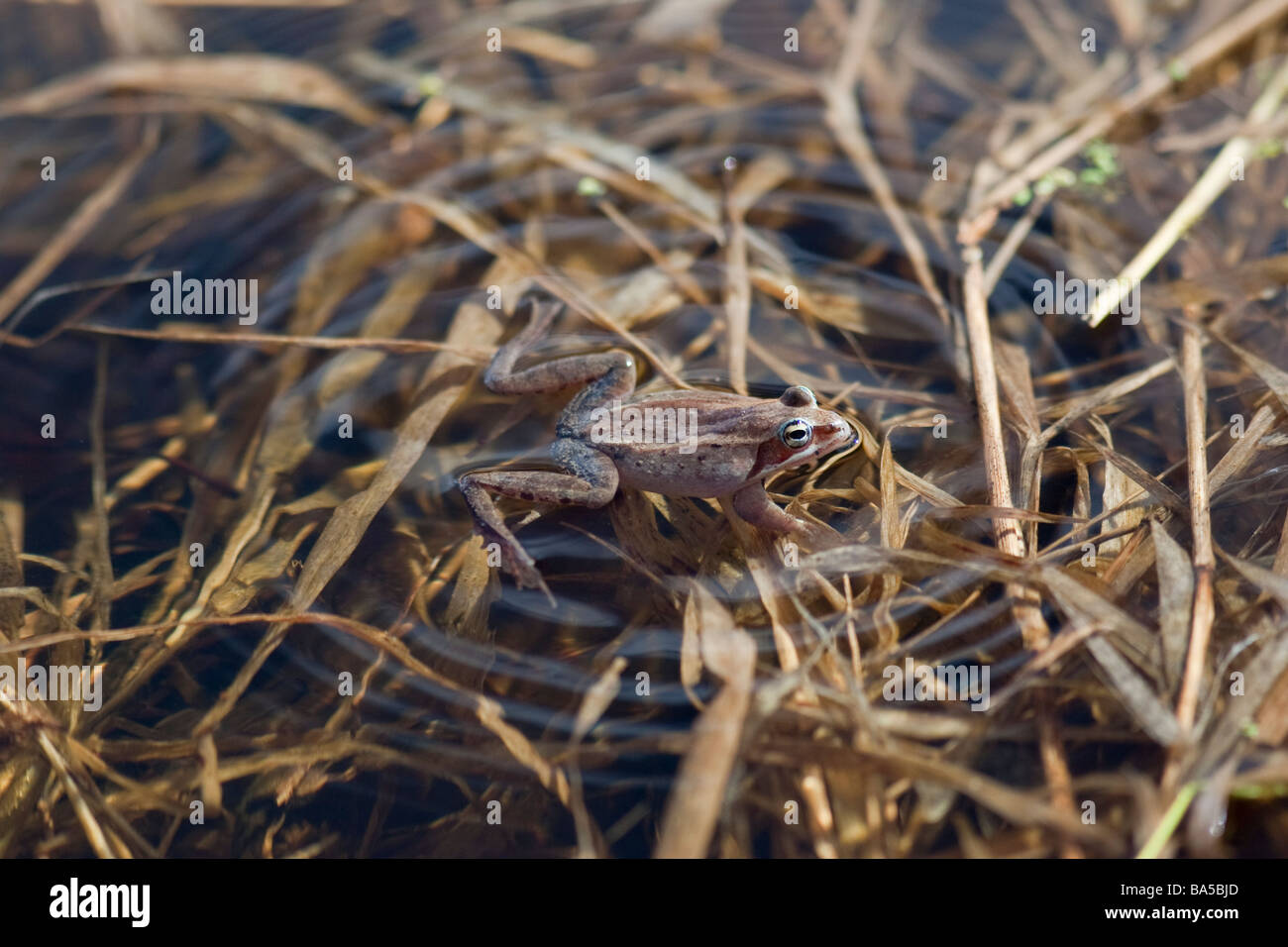 Ein Frosch schwimmt in einem lokalen Teich auf der Suche für einen Kumpel Stockfoto