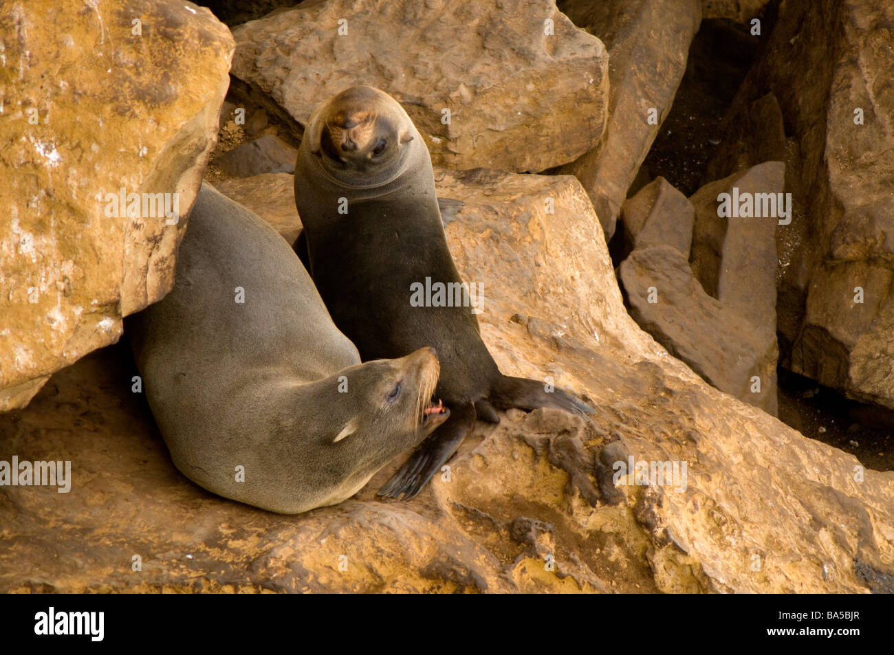 Südamerikanischer Seebär Arctocephalus Australis Paracas National Reserve Peru Mutter und junge Stockfoto