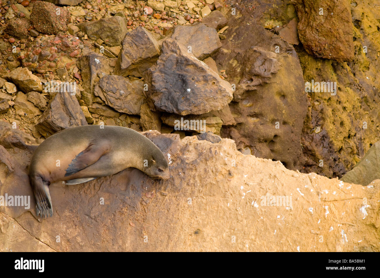 Südamerikanischer Seebär Arctocephalus Australis Paracas National Reserve Peru Stockfoto