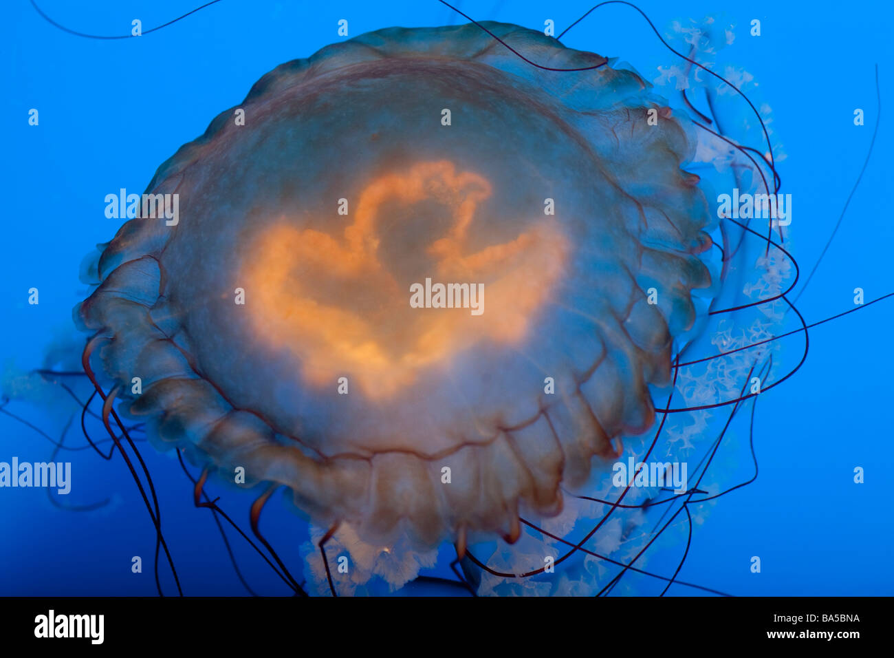 Gelees am Long Beach Aquarium of the Pacific in Long Beach Gelees aka Quallen sind eine sehr beliebte Ausstellung. Stockfoto