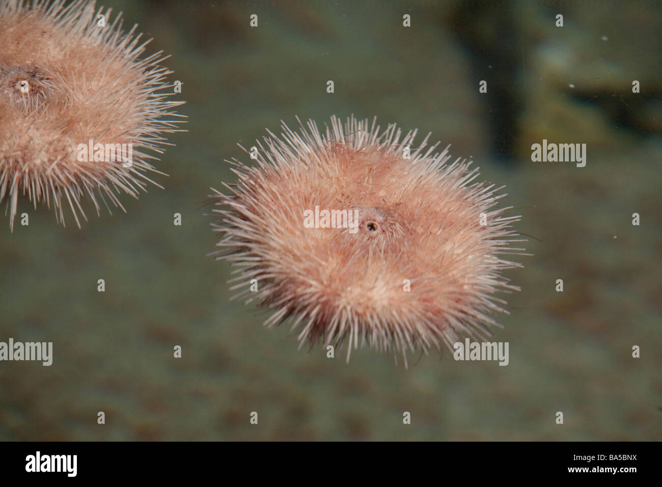 LONG BEACH CA am 7. APRIL Seeigel am Long Beach Aquarium des Pazifiks am 7. April 2009 in Long Beach Stockfoto