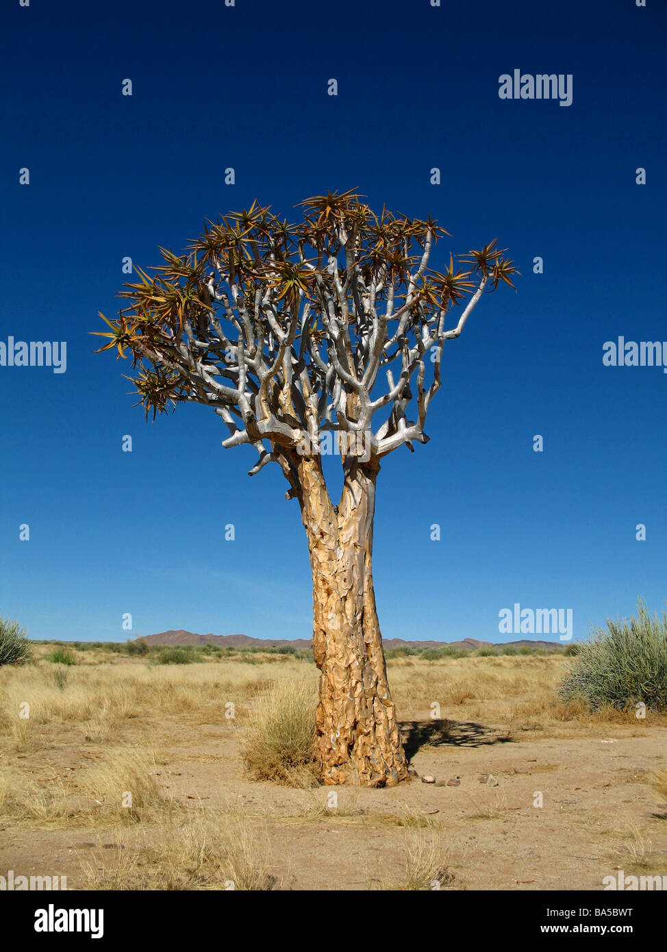 Köcher Baum (Aloe Dichotoma) in Namibia Stockfoto