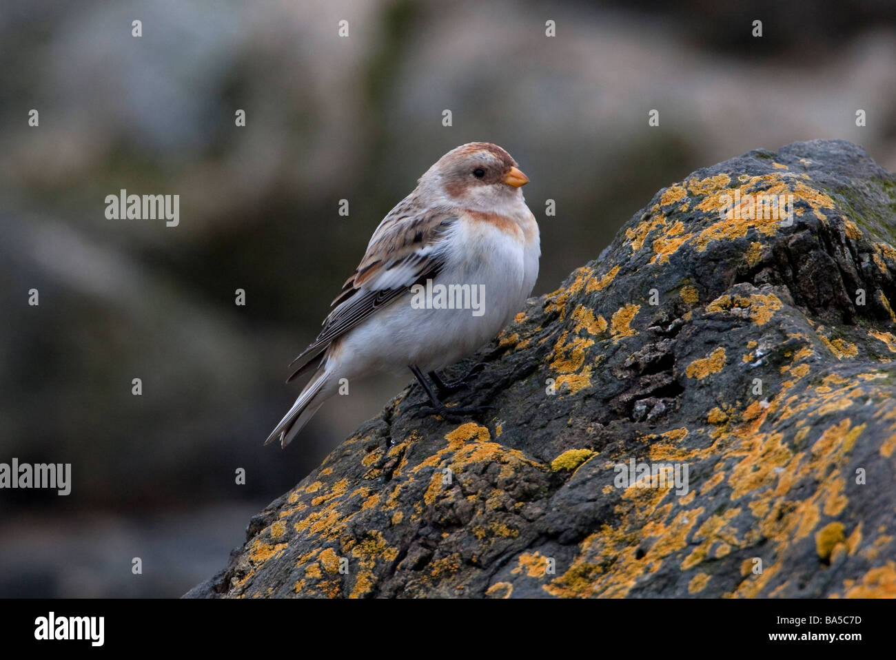 Snow Bunting Plectrophenax Nivalis thront auf Felsen am Clover Point Victoria Vancouver Island BC im März Stockfoto