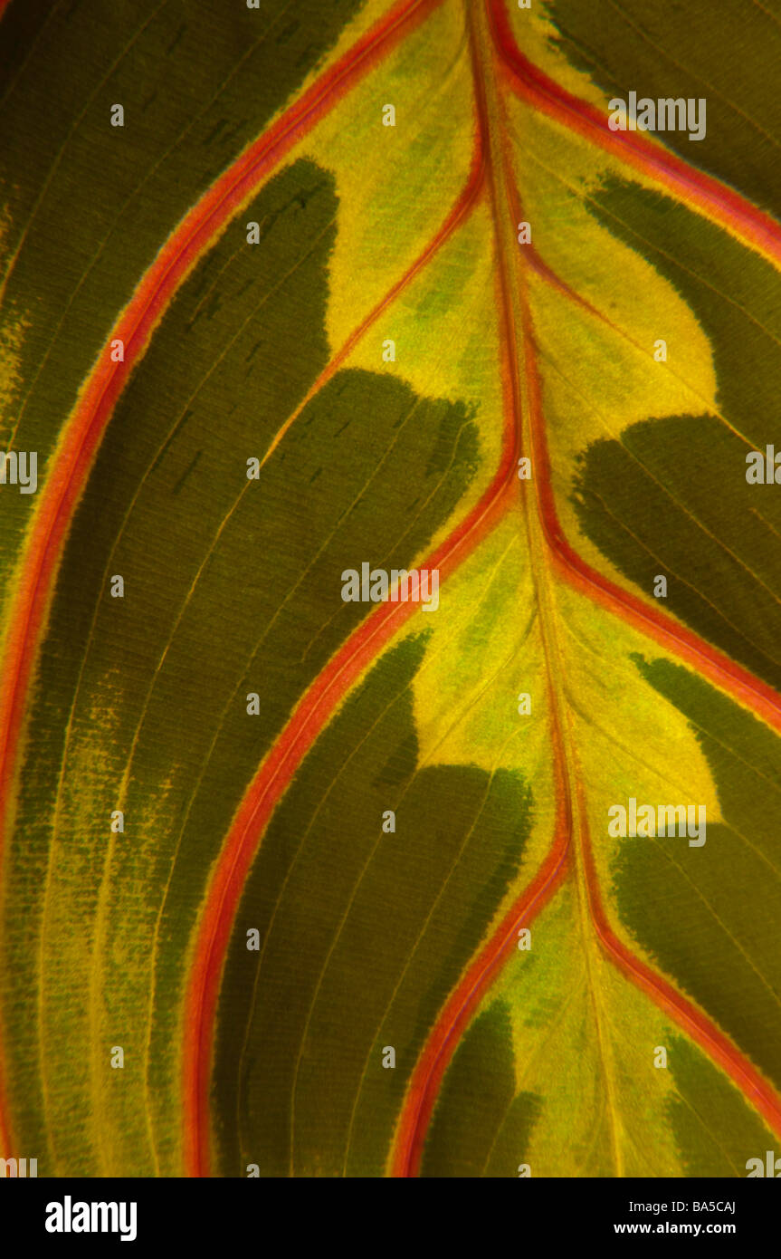 Nahaufnahme der Marantaceae (Gebet Pflanze) Blatt Stockfoto