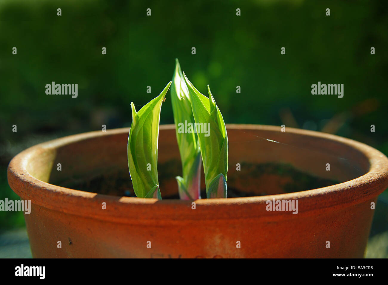 "Das Grün schießt der Verwertung" neue Hosta Blätter entstehen aus ihrer Winterruhe Stockfoto