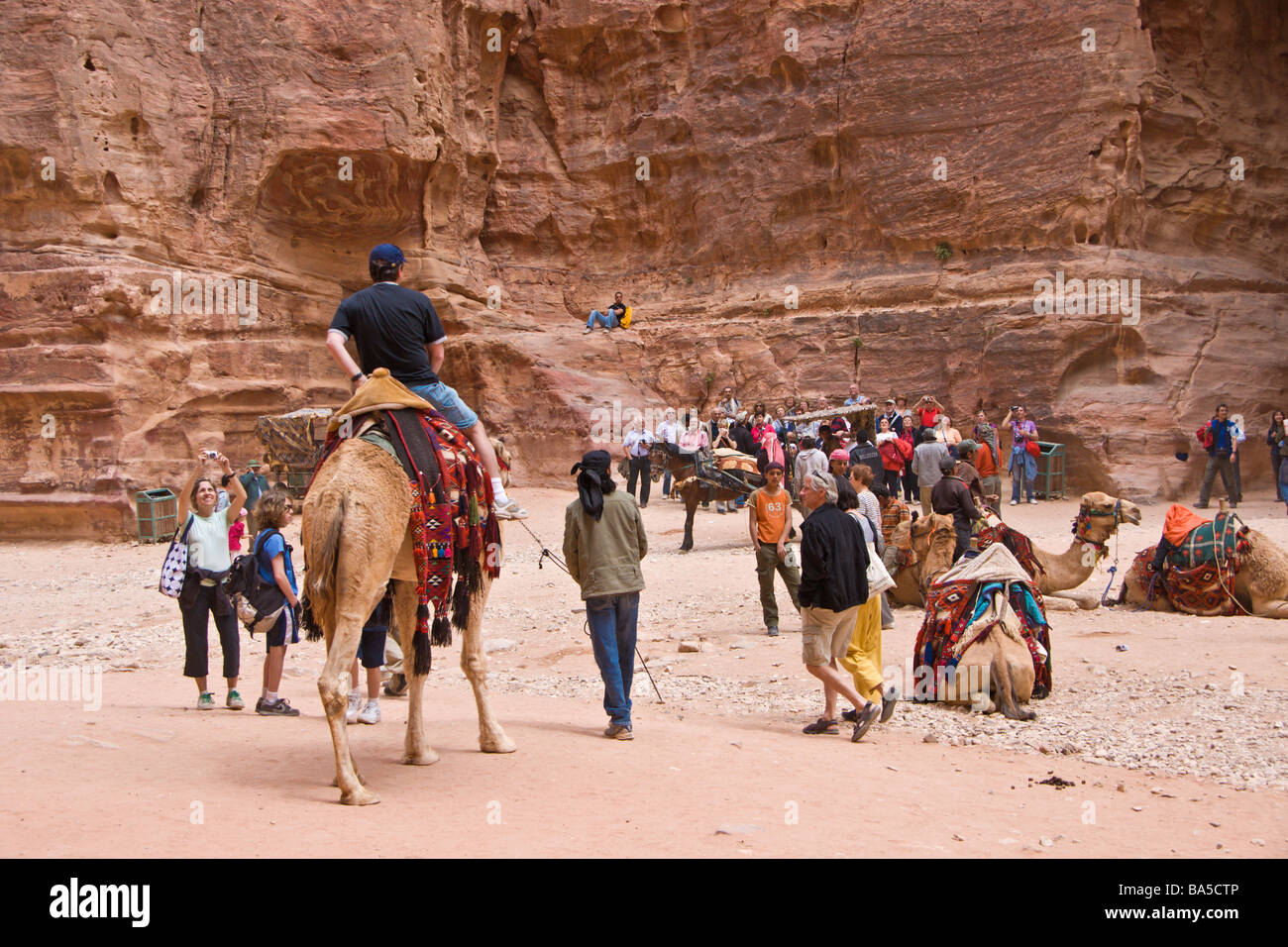 Kamele auf dem Hof des Treasury bei Petra Stockfoto