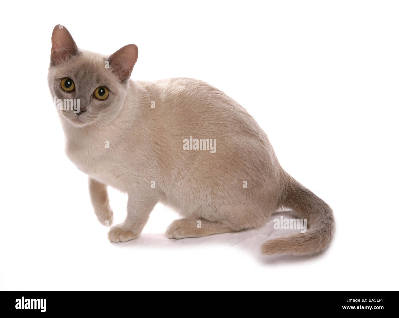 Lila birmanischen Katze sitzt Portraitstudio Stockfoto