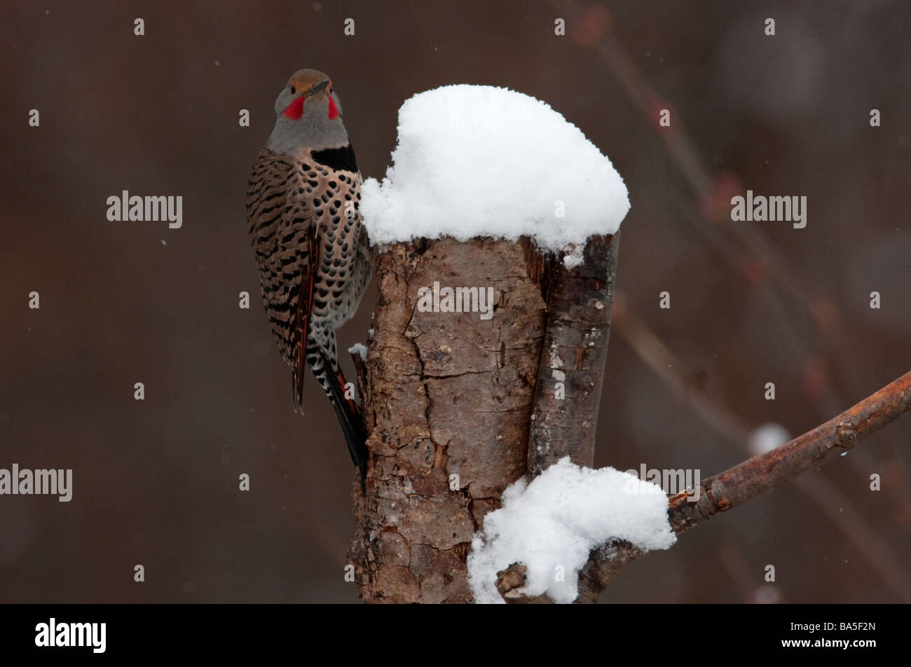 Nördlichen Flimmern Colaptes Auratus thront auf Baumstumpf Essen Schnee im Garten in Nanaimo Vancouver Island BC im März Stockfoto