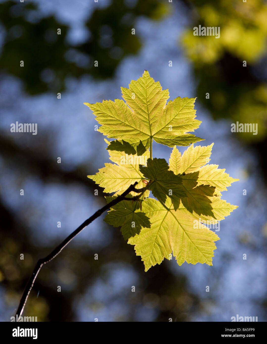 Blätter von einem Ahorn Baum Hintergrundbeleuchtung durch Sonnenlicht Stockfoto