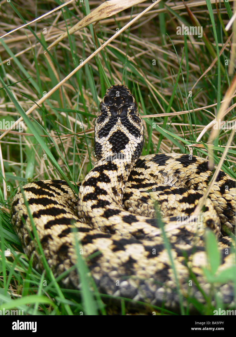 Männliche Kreuzotter Vipera Berus Aalen Cotswolds UK Stockfoto