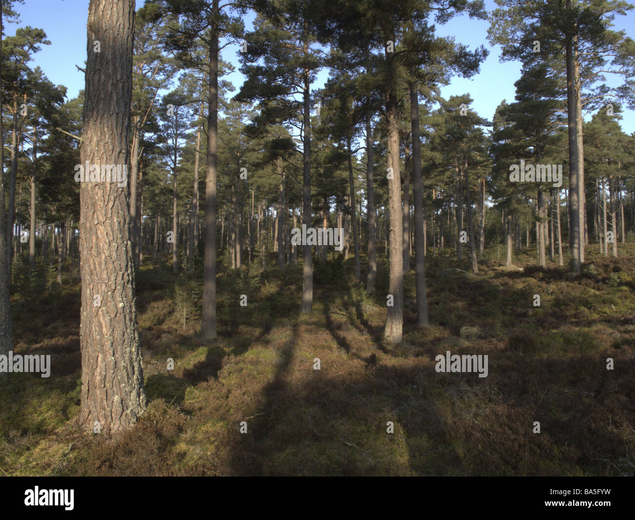 Kiefer-Wald in der Nähe von Grantham am Spey-Schottland Stockfoto