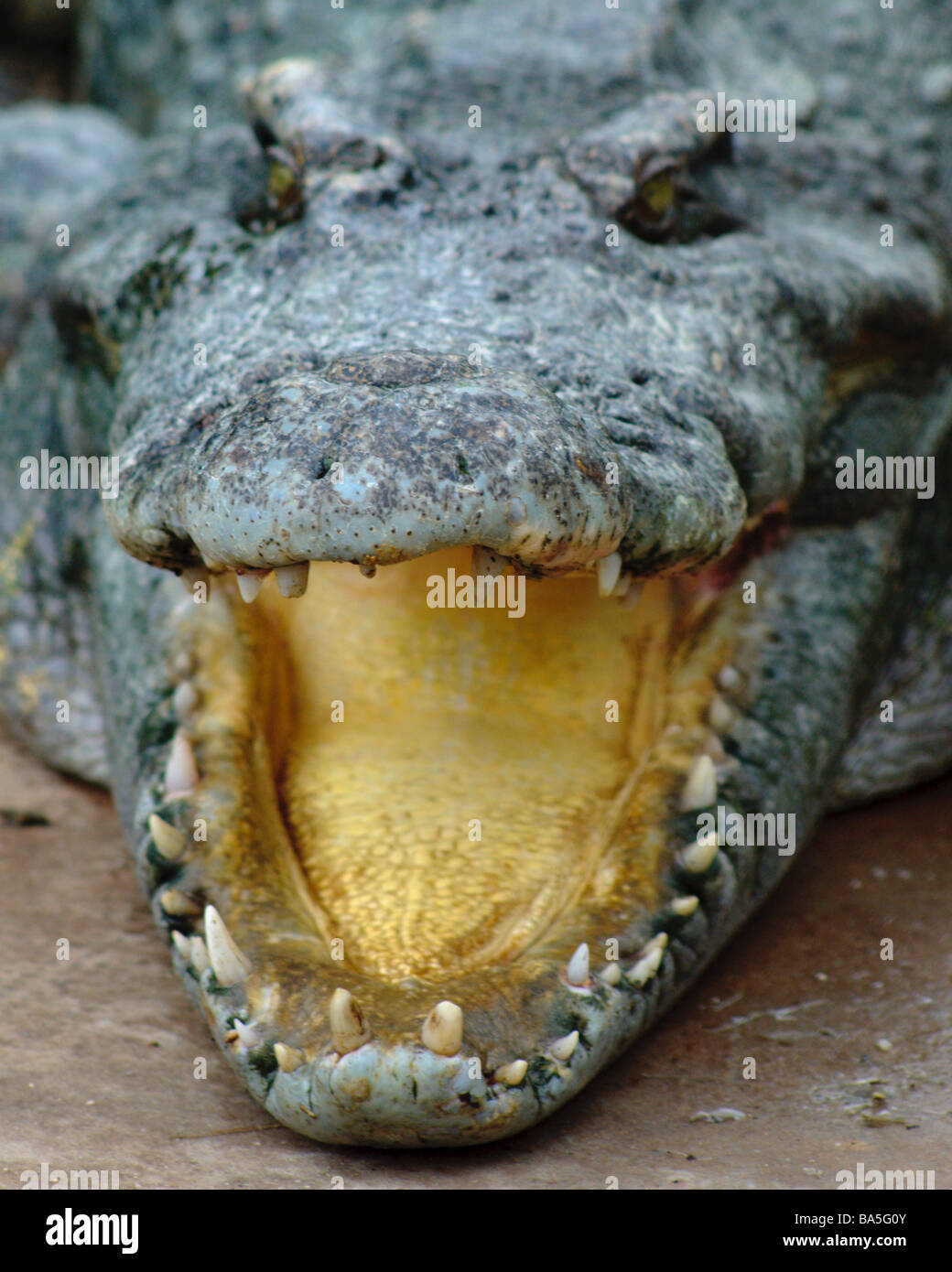 Lächeln Krokodil an der Insel Phu Quoc, Vietnam. Stockfoto