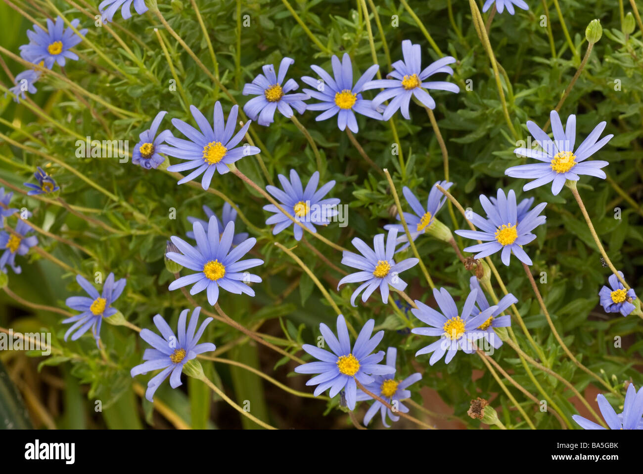 Blaue Anemone Anemone Blanda, Ranuncolaceae Stockfoto