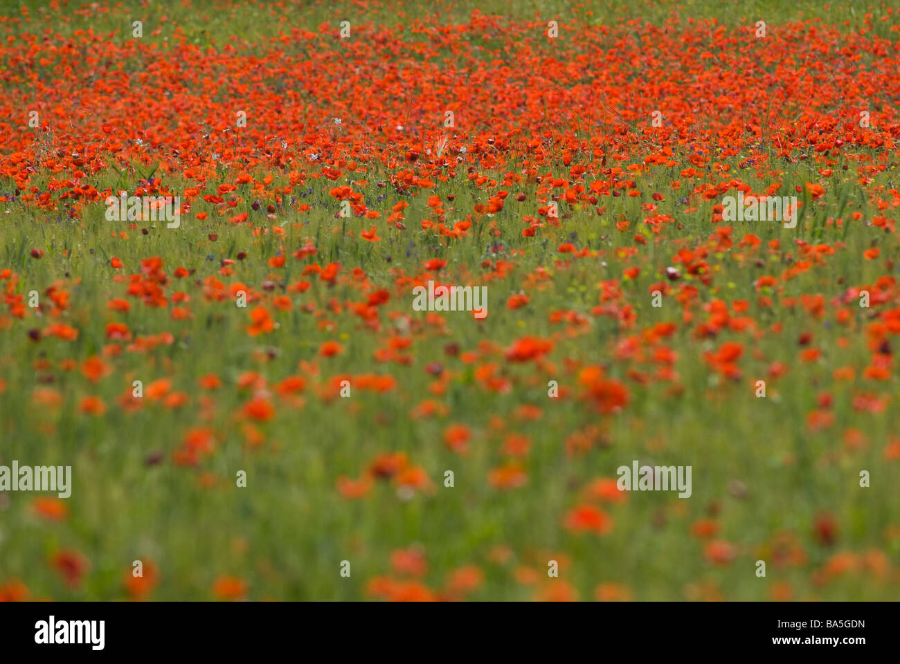 Mais Mohn (Papaver Rhoeas), Schlafmittel, Rom, Italien Stockfoto