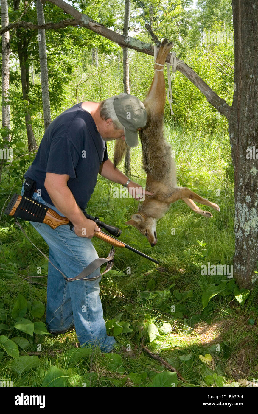 Hunter untersucht geernteten coyote Stockfoto