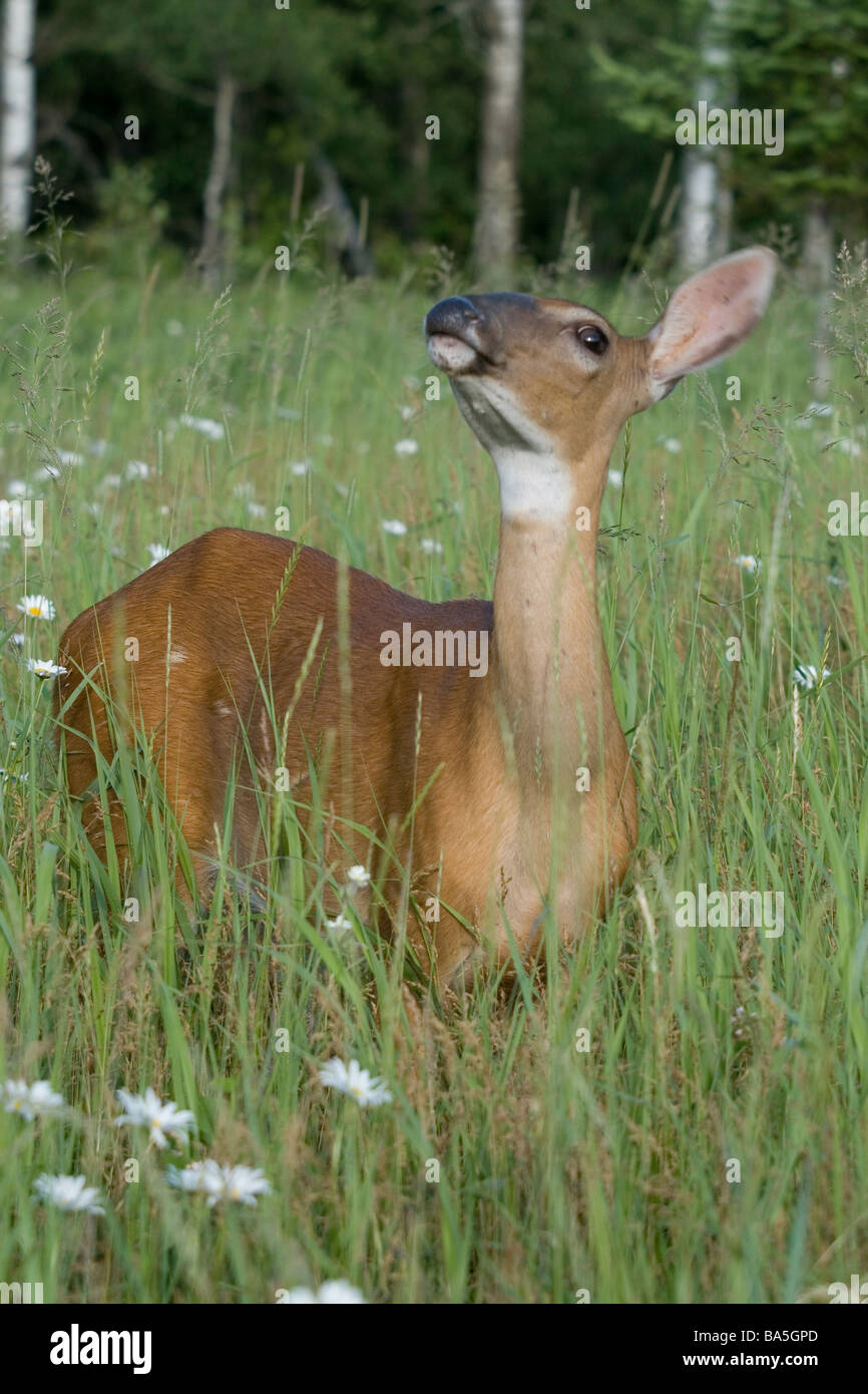 White-tailed Doe Abholung Düfte im wind Stockfoto