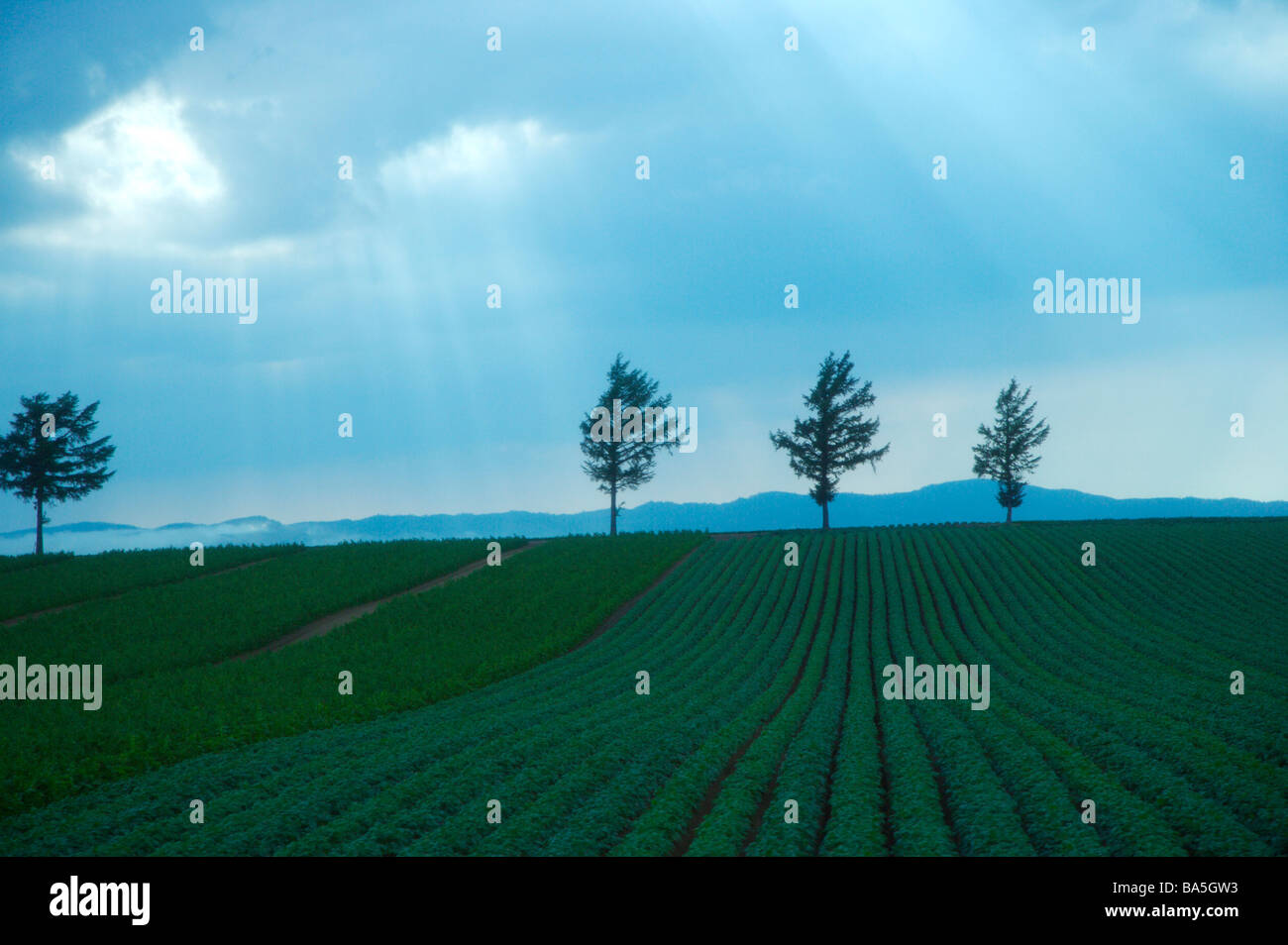 Sonne bricht durch die Wolken über grüne Feld Hokkaido Stockfoto