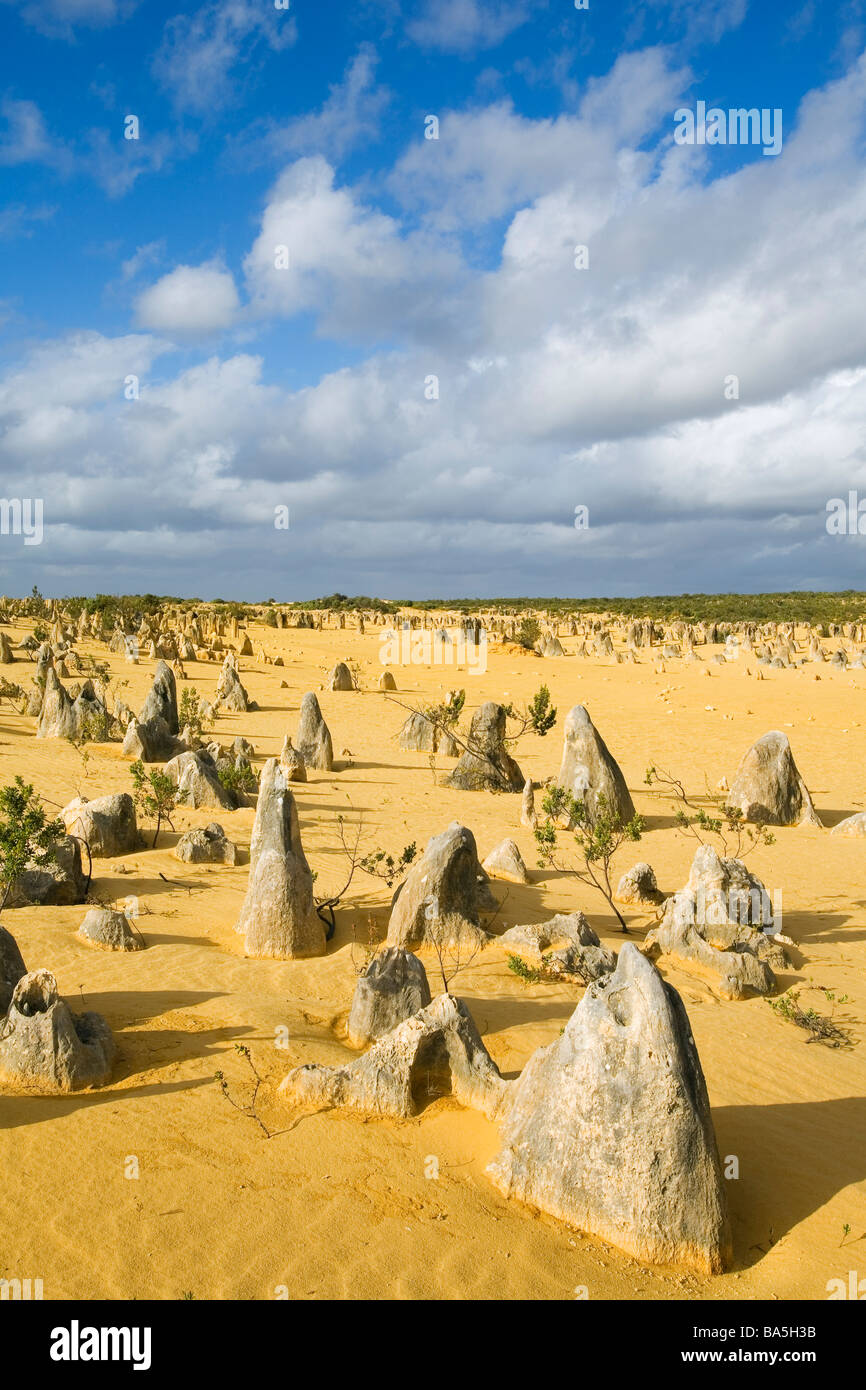 Kalksteinsäulen ragen aus dem Sand in der Wüste Pinnacles im Nambung National Park.  Cervantes, Western Australia, Australien Stockfoto