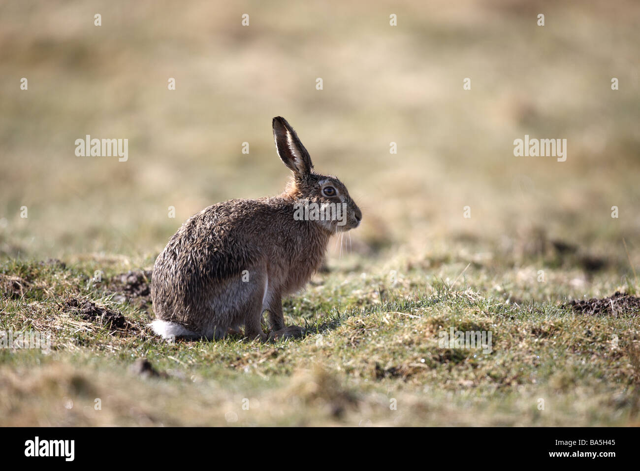 Feldhase Lepus Europaeus Schottland Frühling Stockfoto