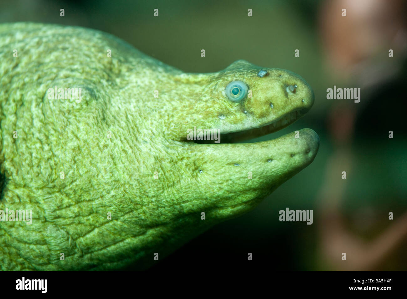 Muräne am Long Beach Aquarium des Pazifiks am 7. April 2009 in Long Beach Muränen sind dafür bekannt, Taucher angreifen Stockfoto