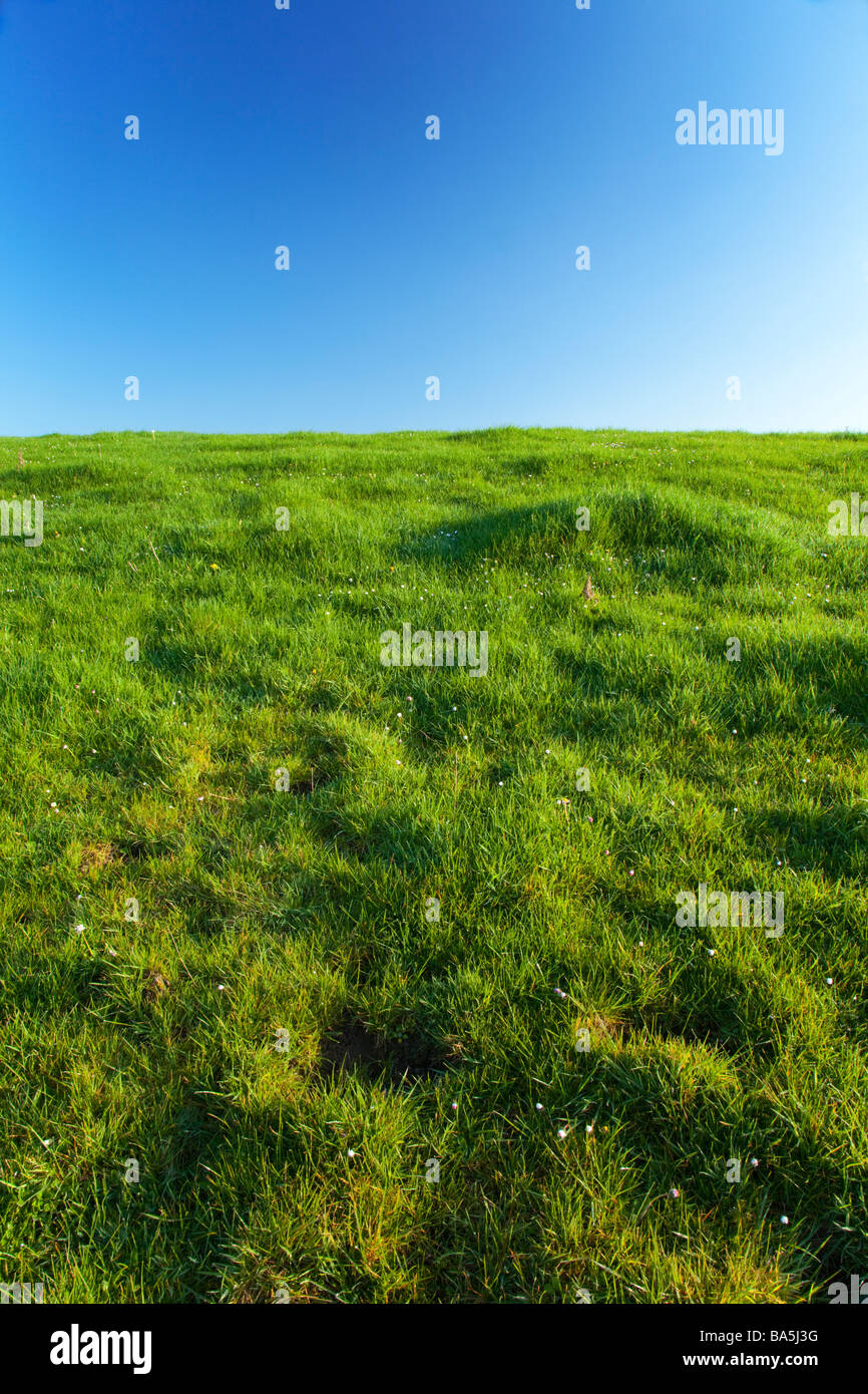 Frische üppige ungeschnittenem Gras mit einem Back Drop von einem klaren, blauen, wolkenlosen Himmel über Cheshire, England Stockfoto