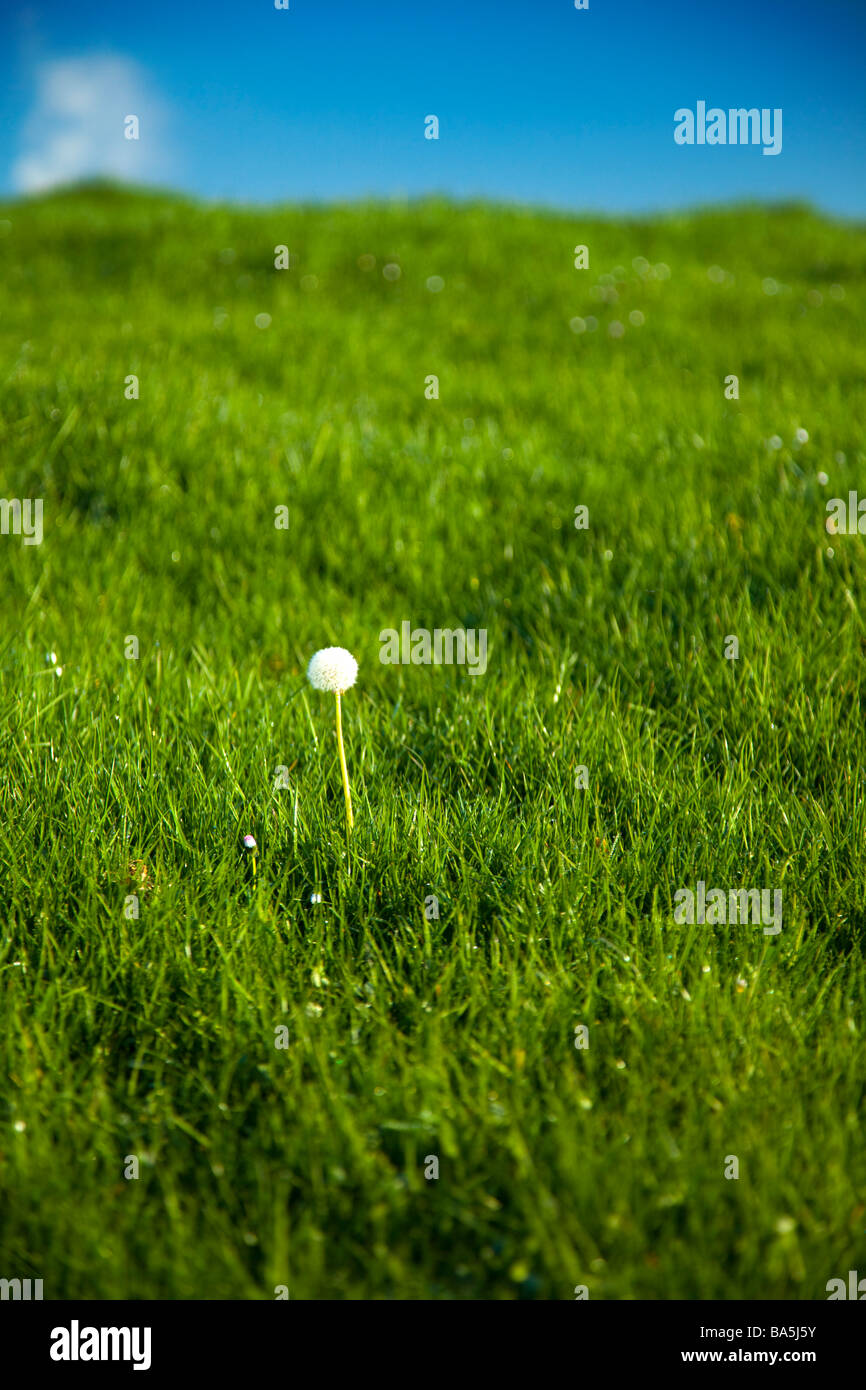 Frische üppige ungeschnittenem Gras mit einem Back Drop von einem klaren, blauen, wolkenlosen Himmel über Cheshire, England Stockfoto
