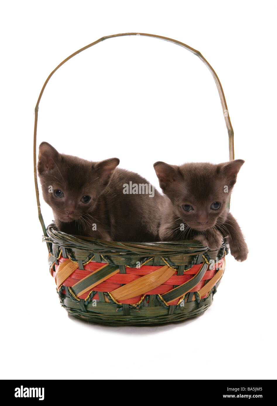 Asiatische braune Kätzchen in einem Korb Portrait Studio Stockfoto