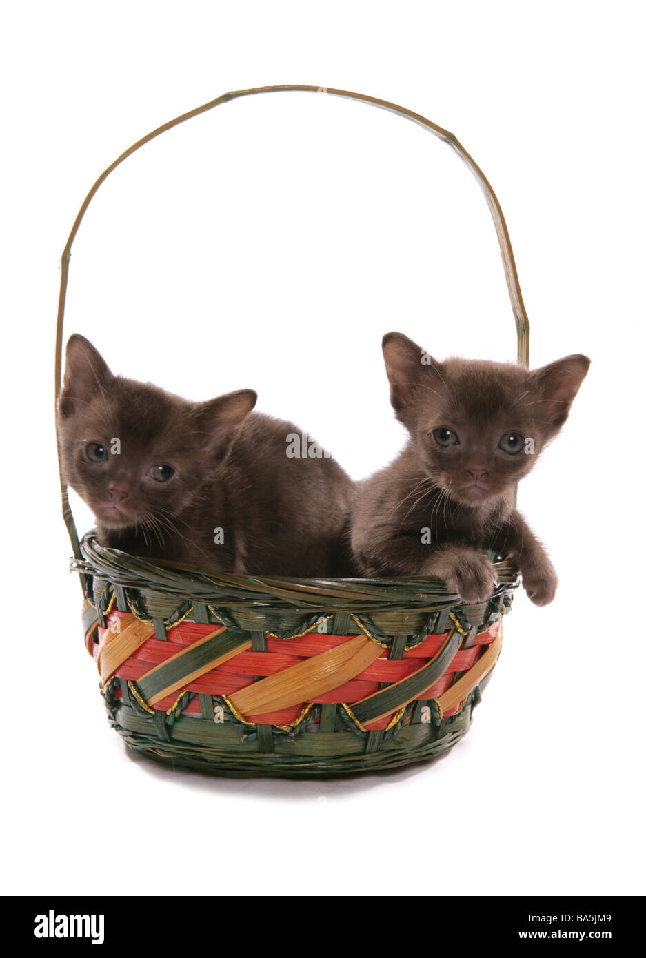 Asiatische braune Kätzchen in einem Korb Portrait Studio Stockfoto