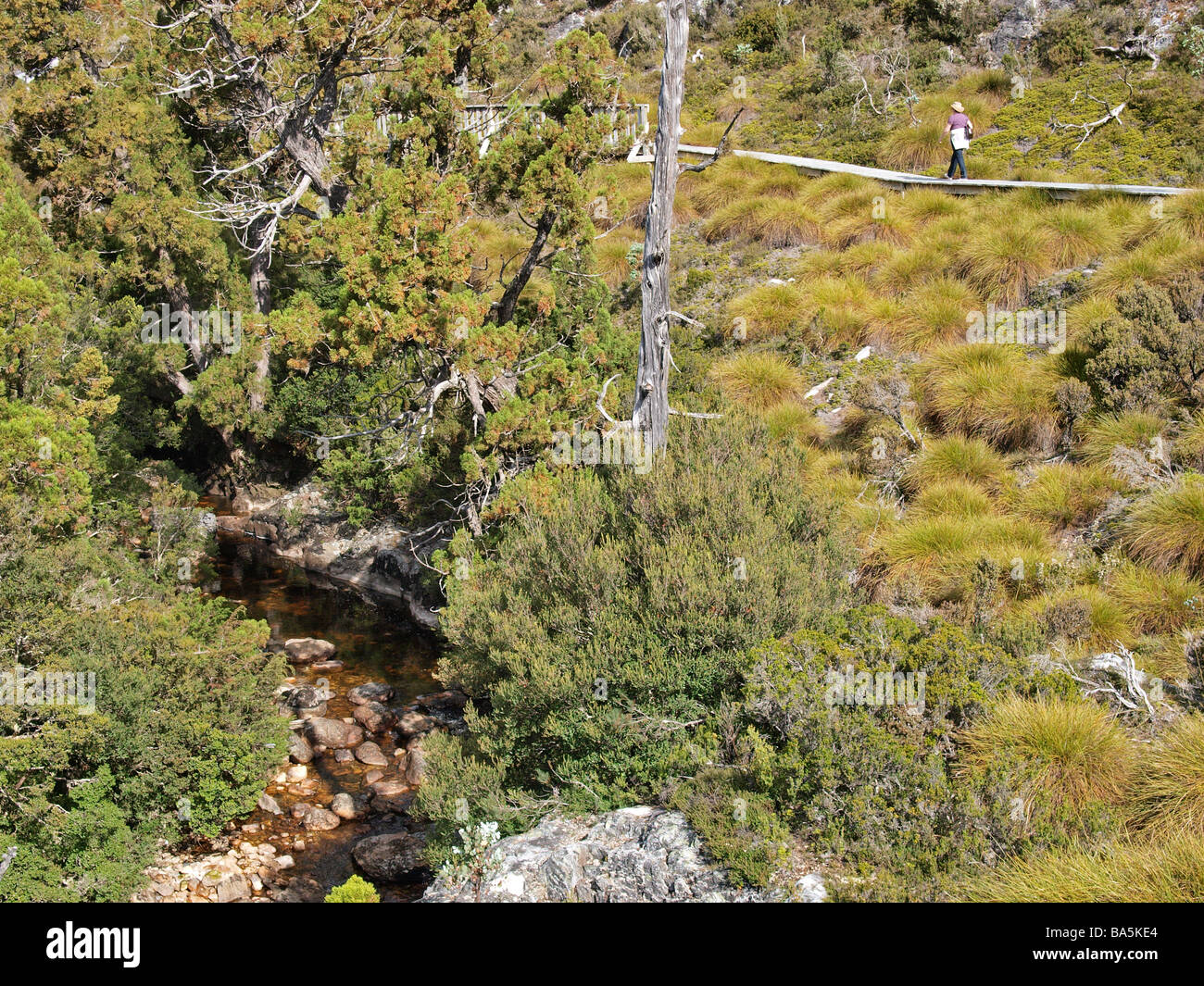 Blick auf Hügel mit Bäumen von Boardwalk Cradle Mountain Valley Teil des Sees die hl. Klara Nationalpark Tasmanien Australien Stockfoto