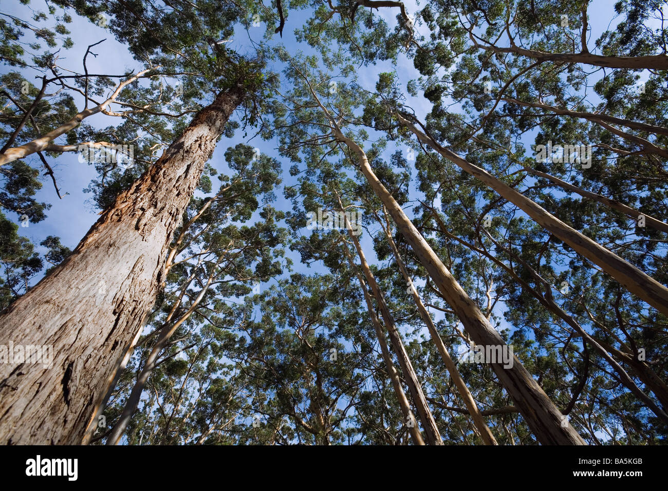Karri Bäume ragen über Kopf in den Boranup Karri-Wald.  Leeuwin Naturaliste National Park, Western Australia, Australien Stockfoto