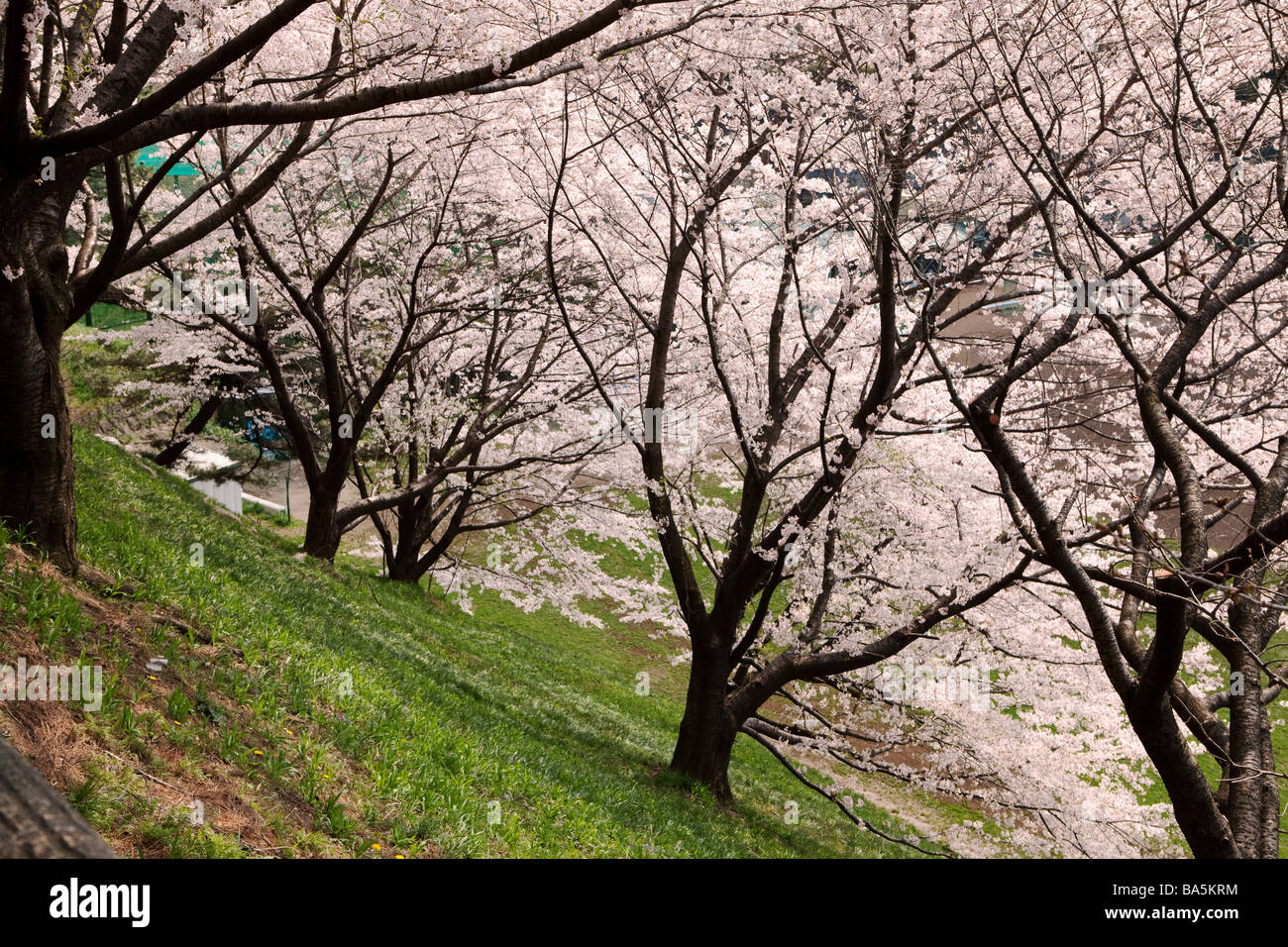 Kirschbäume-Graden an Yotsuya Stockfoto