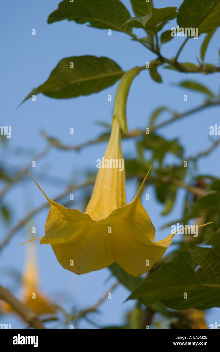 Die Engelstrompete (Datura) Brugmasia Aurea Solanaceae Stockfoto