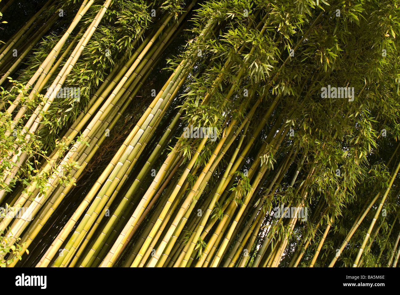 Bambussprossen (Phyllostachys Edulis), Poaceae in Ninfa Gärten, Latina, Region Latium, Italien Stockfoto