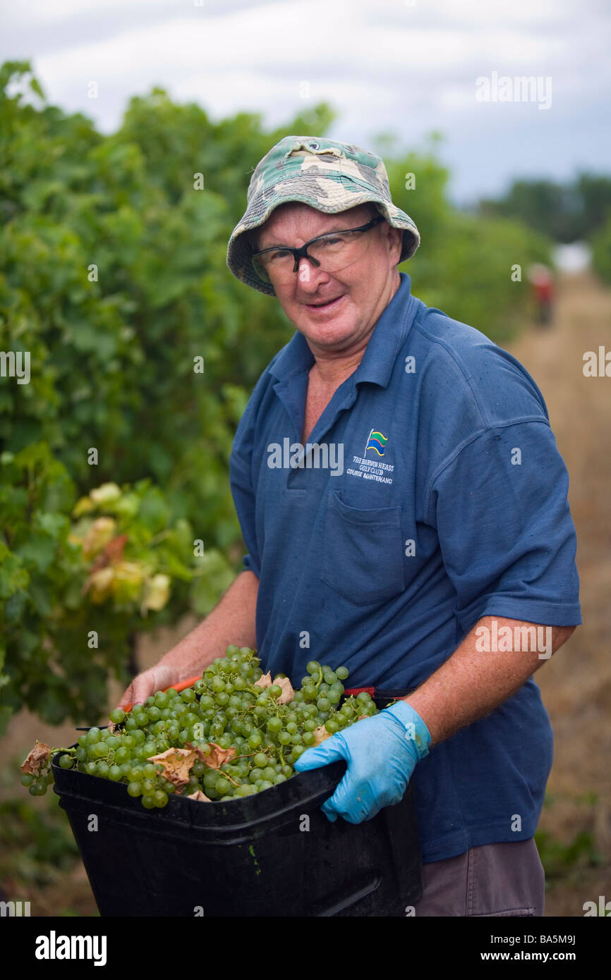 Arbeiter ernten Trauben von hand am Wilyabrup in der bekannten Weinregion Margaret River, Western Australia, Australien Stockfoto