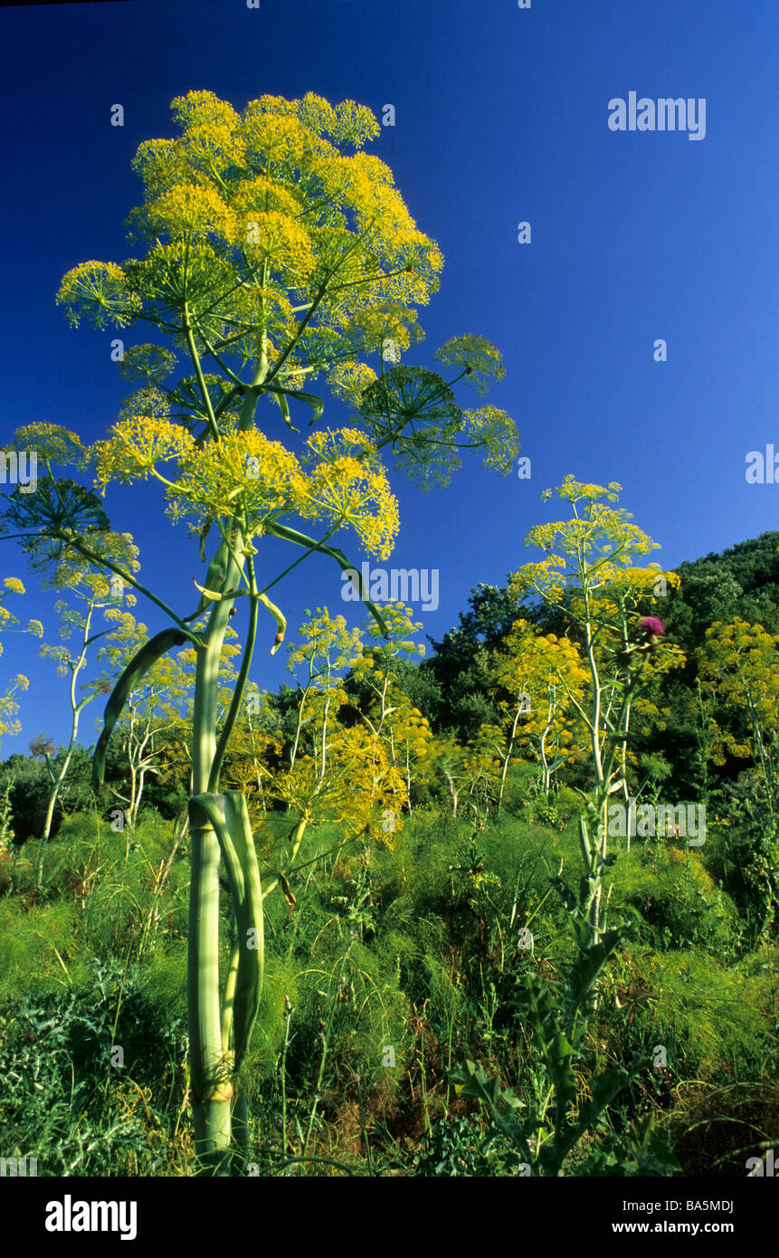 Afrikanische Ammoniacum Ferula Communis Blütenstand, Umbrellaceae, Tolfa-Berge, Viterbo, Italien Stockfoto