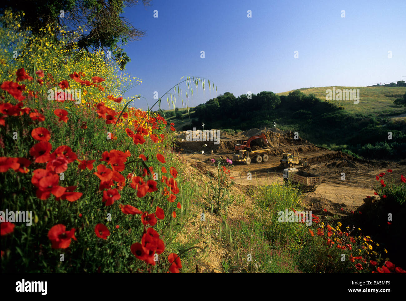 Mais Mohn (Papaver Rhoeas), Schlafmittel, Rom, Italien Stockfoto