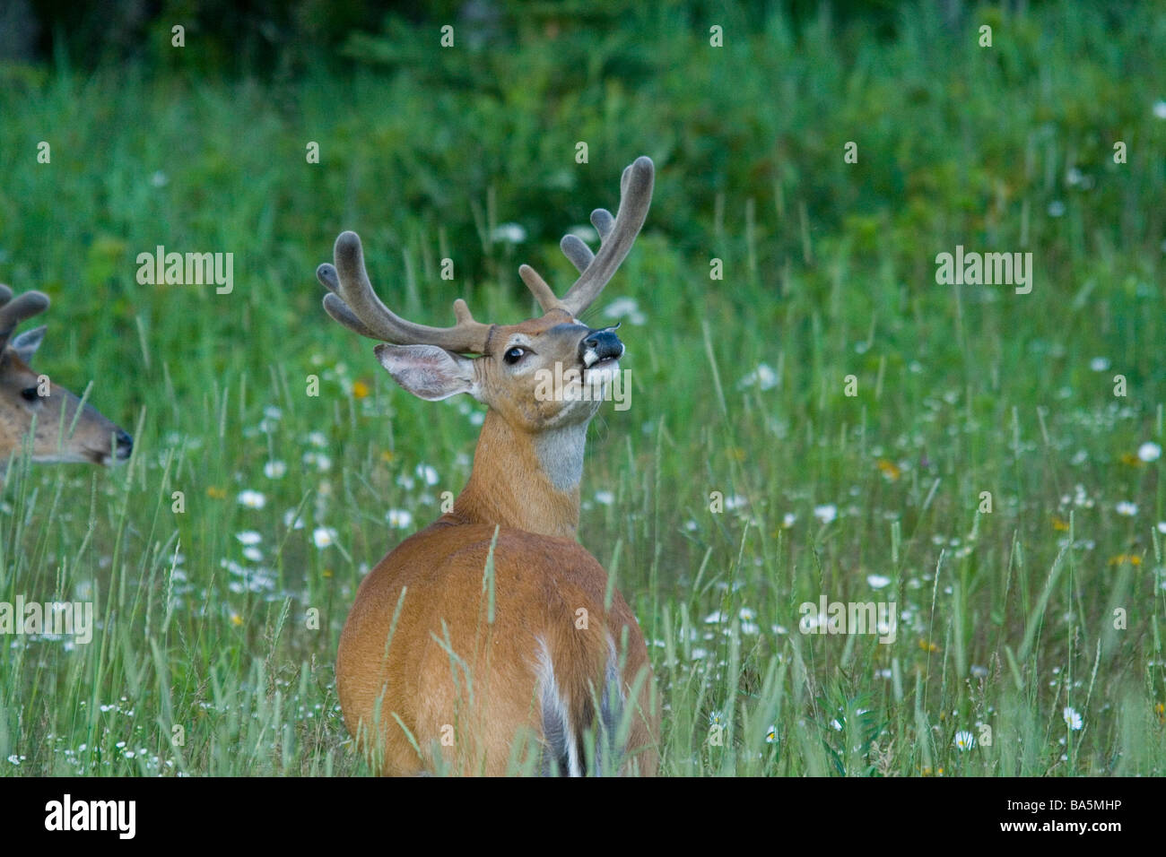 White-tailed Buck Abholung Düfte im wind Stockfoto