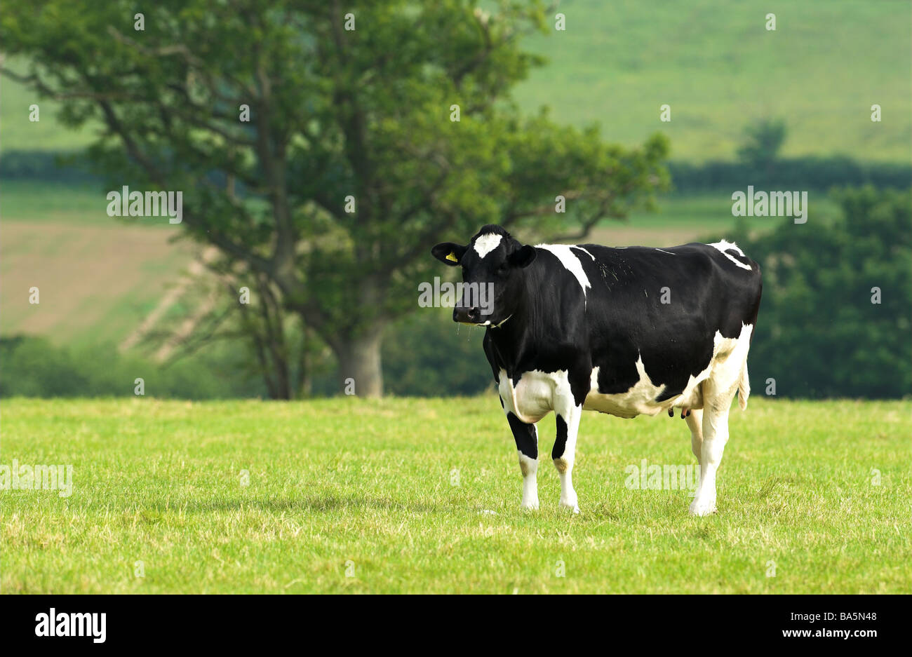 Kühe in Dorset, England Stockfoto