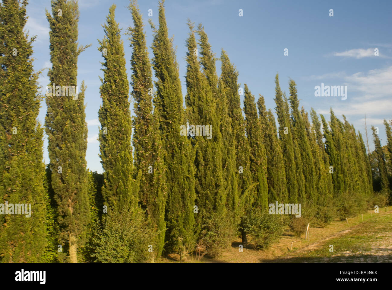 Zypresse Bäume Cupressus Sempervirens Cupressaceae, Landriana Gärten, Tor San Lorenzo Roma-Lazio, Italien Stockfoto