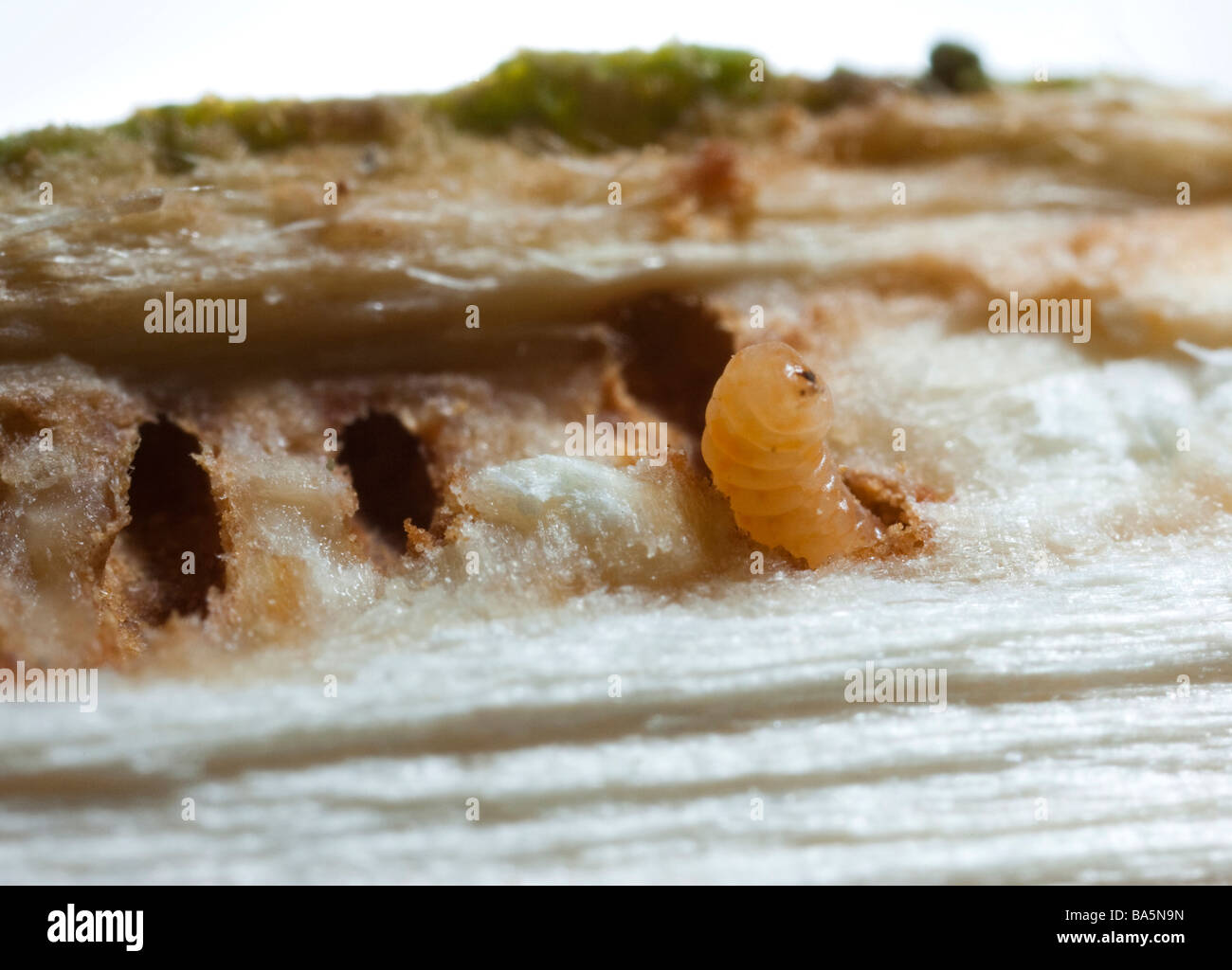 Woodworm grub Stockfoto