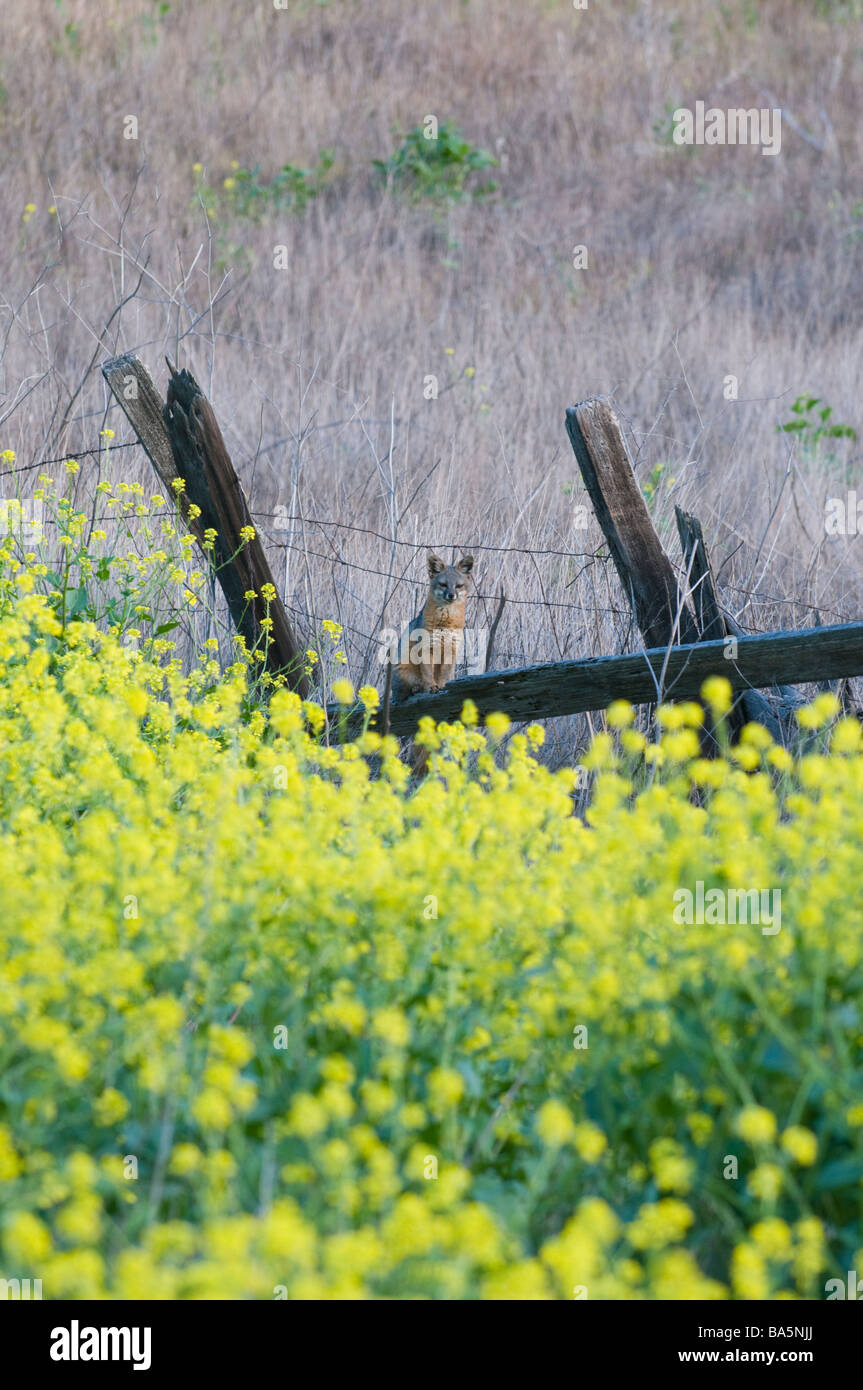 Insel-Fuchs (Urocyon Littoralis) und Senf Blumen, Santa Cruz Island, Channel Islands Nationalpark, Kalifornien stark gefährdet Stockfoto