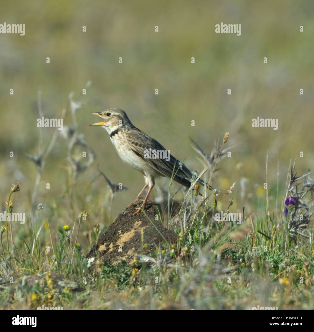 Calandra Lerche singt Melanocorypha Calandra Extremadura Spanien Stockfoto