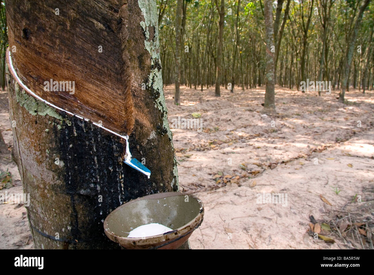 Latex aus einem Gummibaum gesammelt werden, auf einer Plantage in der Nähe von Tay Ninh Vietnam Stockfoto