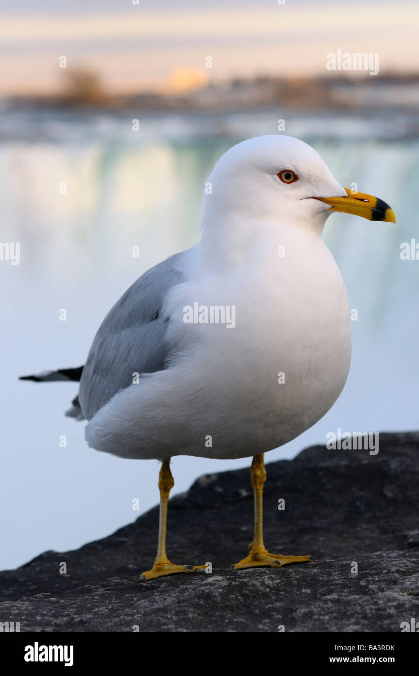 Nahaufnahme einer Ring abgerechnet Möwe auf einem Felsen im kanadischen Niagara Horseshoe Falls Wasserfall Kanada bei Sonnenuntergang Stockfoto