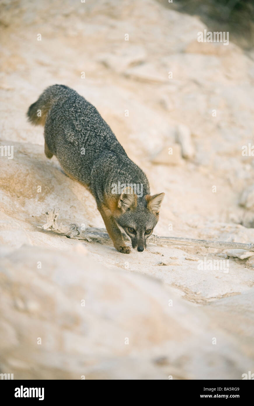 Insel-Fuchs (Urocyon Littoralis) Santa Cruz Island, Channel Islands Nationalpark, Kalifornien stark gefährdet Stockfoto