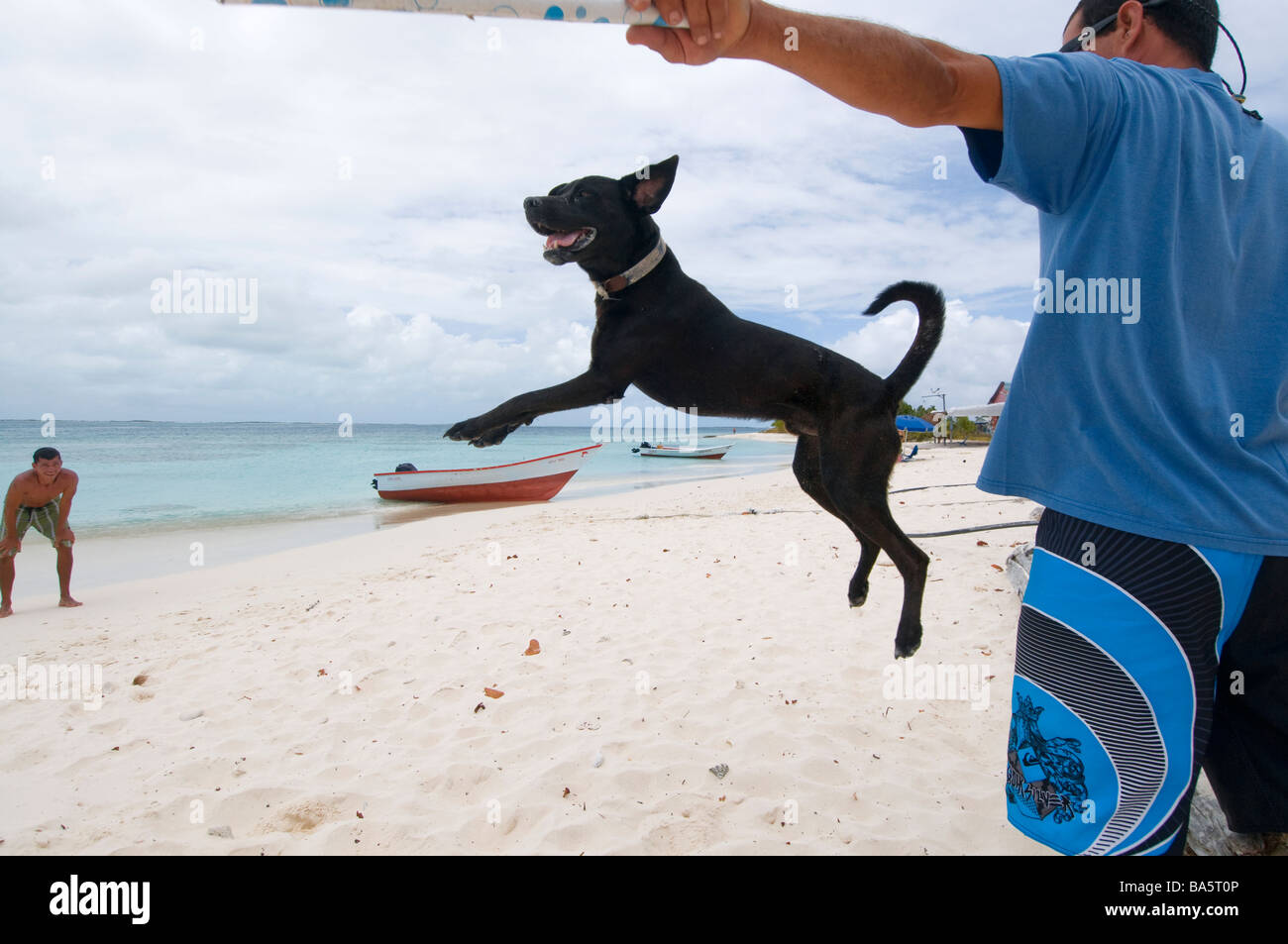 Hund springt für einen Stock am Strand in Los Roques Venezuela Stockfoto