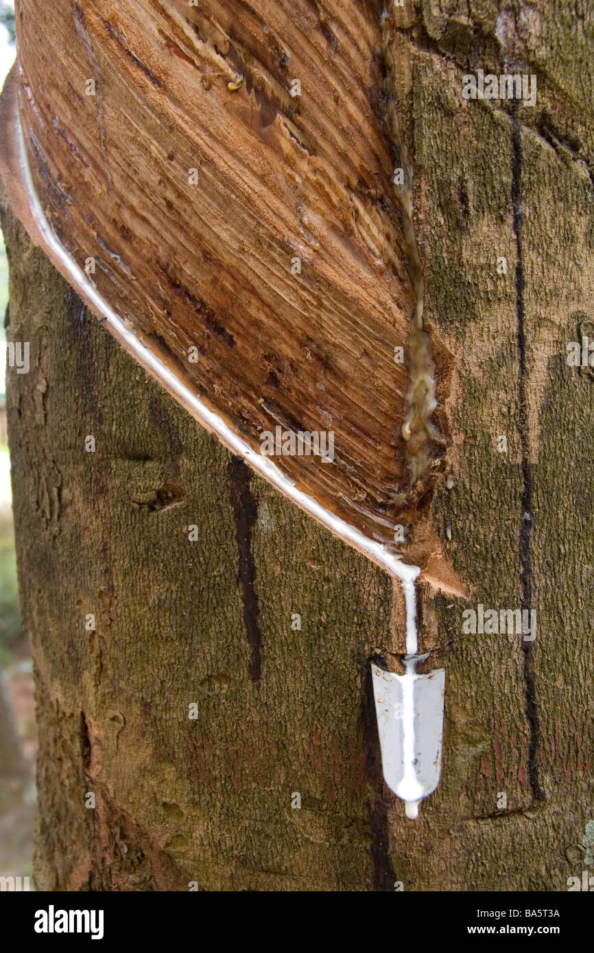 Latex aus einem Gummibaum gesammelt werden, auf einer Plantage in der Nähe von Tay Ninh Vietnam Stockfoto