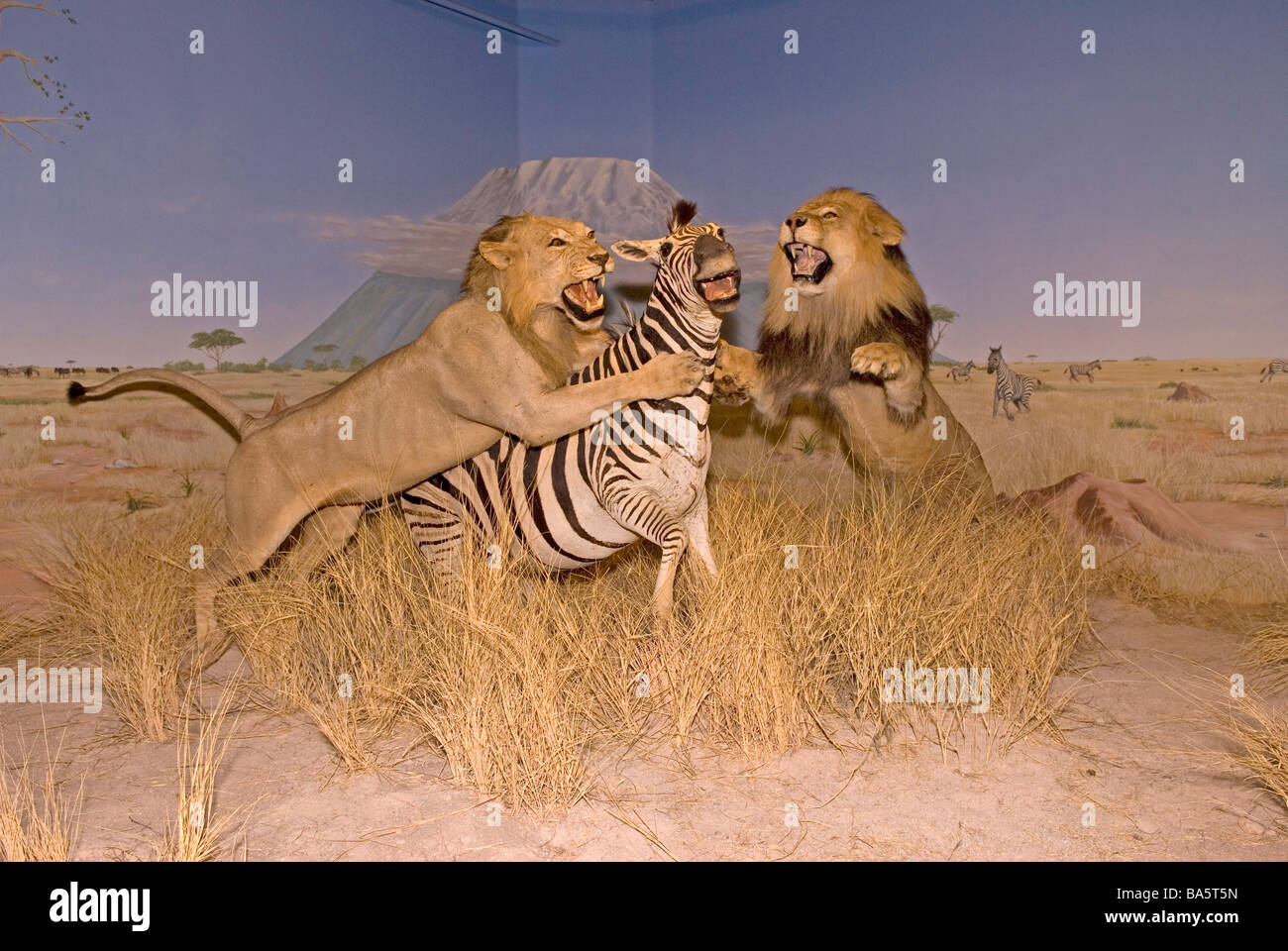 Löwen, die Zebra-Taxidermie angreifen, werden im Las Vegas Natural History Museum, Nevada, USA, ausgestellt Stockfoto